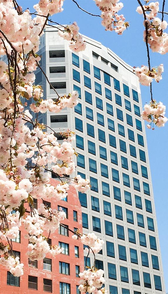 Exterior of office building with flowering tree in the foreground.