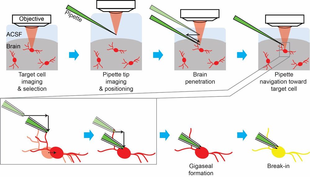 Figure 2. Stages in the cell-targeted patch-clamping process. ACSF = artificial cerebrospinal fluid; red = fluorescent cells; green = patch pipette filled with fluorescent dye; light red = laser for two-photon imaging; black solid arrows = pipette movements; black dotted arrow = cell movement; yellow = target cell filled with the fluorescent dye from the pipette.