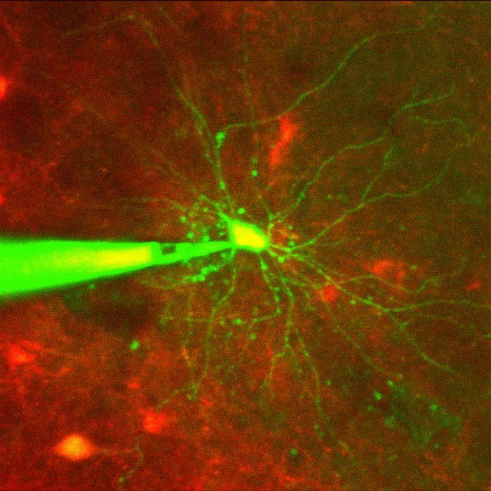 Figure 1. Measuring electrical activity in single neurons in vivo with cell-targeted patch-clamping. 