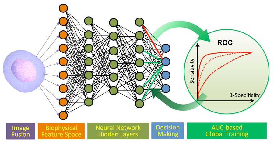 Abbildung 4: Machine-Learning-Pipeline: Klassifikation von Krebszellen und Algenzellen.