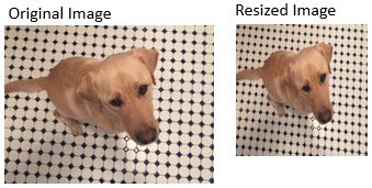 Zwei Bilder desselben Hundes, nebeneinander gezeigt. Ein Bild wurde in der Größe verändert und hat nun andere Abmessungen.