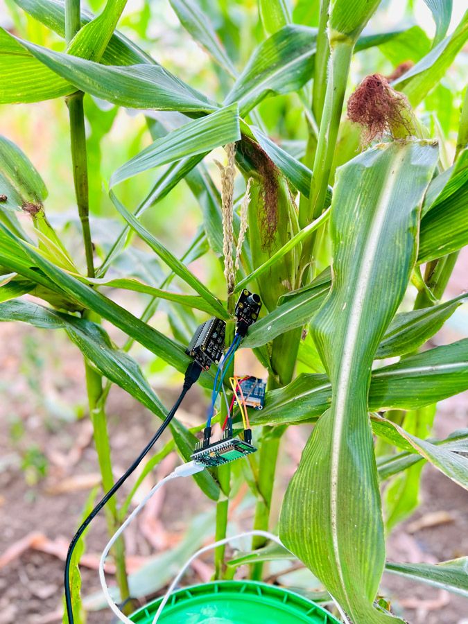 A maize stalk outdoors with a sensor attached to the stalk.