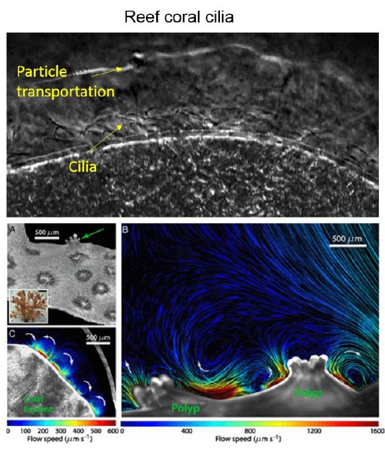 Figure 1. Reef coral cilia.