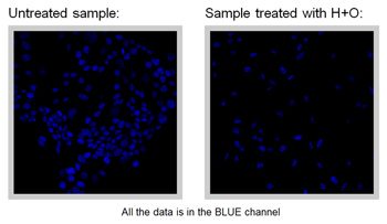 Figure 1. An untreated cell sample showing cell nuclei and a similar sample treated with HGF and OSM (H+O).