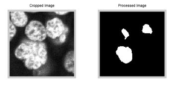 Figure 3. Unprocessed image of a cluster of nuclei initially identified as a single large blob and the same cluster re-analyzed to identify three individual cell nuclei.