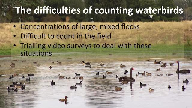 Advancing Wildlife Research: The Development of a Solution to Process Video Footage of Waterbirds