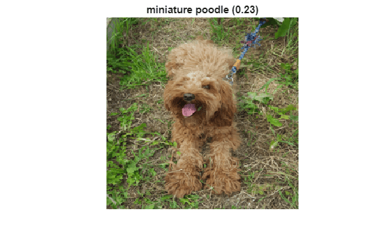 Figure contains an axes object. The hidden axes object with title miniature poodle (0.23) contains an object of type image.