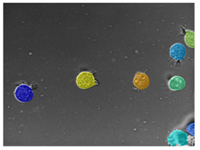 Segmented microscopy image