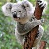 Koalaclo