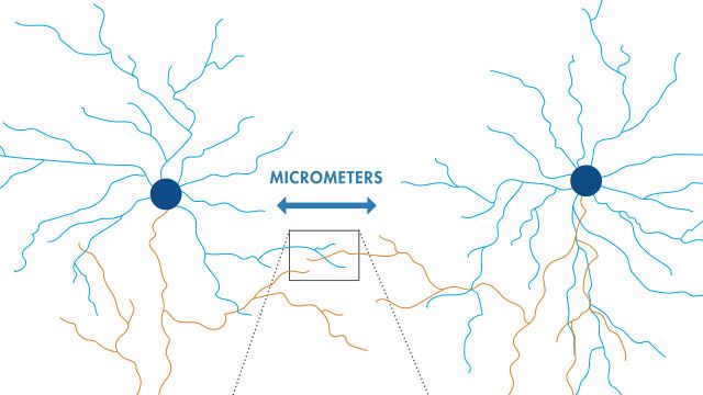 Reconstructing Neural Maps from Electron Microscopy Data with Deep Learning